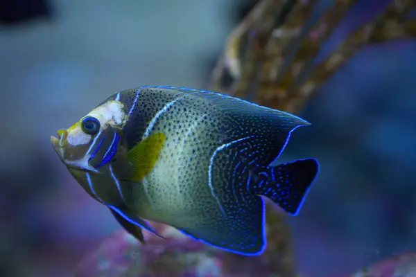 Yarı daire melek balığı. (Düz. Pomacanthus yarı tiralatus) akvaryuma yakın.