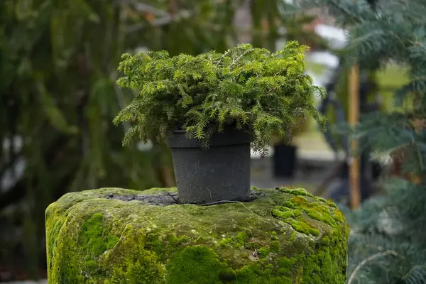 Bulanık yeşil arka planda çok güzel kozalaklı bitki.