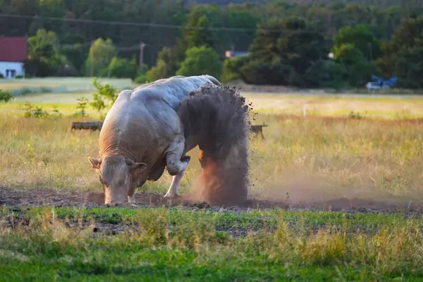 Büyük, güçlü boğa toynağıyla toprağı kazıyor..