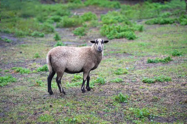 Yeşil çayırda bej-kahverengi koyunlar yağmuru değiştiriyor.