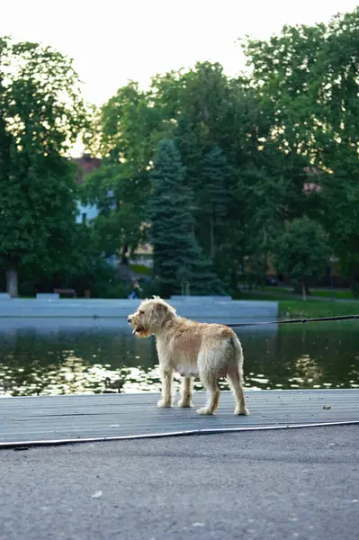 İmaj Teriyeri Vadisi gölün kıyısında duruyor..