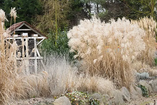 Miscanthus sinensis ya da Çin taraftar çimenleri bahçe kışında