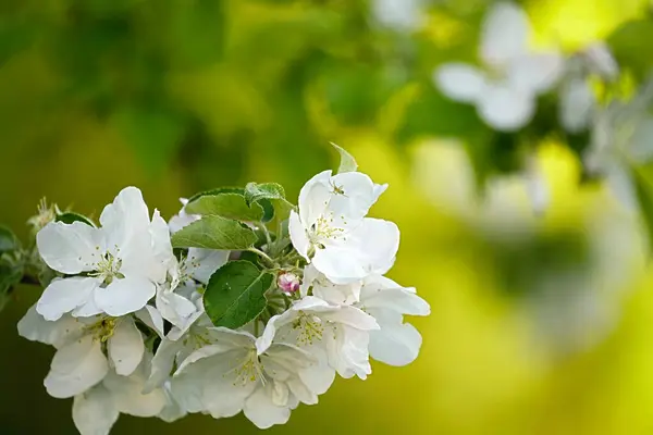 Bulanık arkaplanda çiçek açan elma dalı