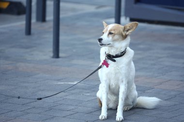 Norrbottenspitz - küçük köpek tasmalı sahibini bekliyor.