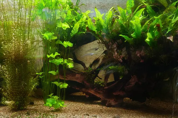 Güzel, parlak su altı akvaryumu bitkileri kapanıyor..