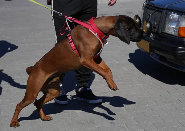 Bavyera Dağ Köpeği tasmasını yakından çekti.