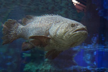 Hint Okyanusu 'ndaki küçük orfoz balığı. Akvaryumdaki taş orfoz. Yaklaş..