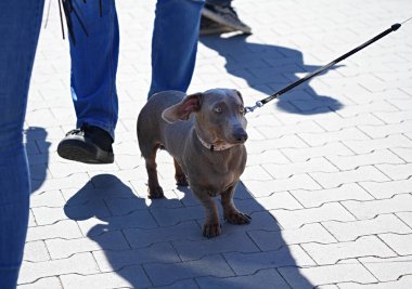 Çikolata renkli köpek dachshund tasmayla şehirde yürüyor.