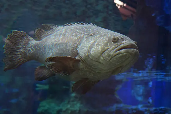 Hint Okyanusu 'ndaki küçük orfoz balığı. Akvaryumdaki taş orfoz. Yaklaş..