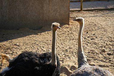 Hayvan çiftliğindeki kumların üzerinde dinlenen devekuşları..