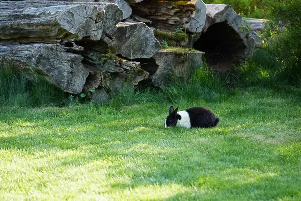 Güneşli bir günde yeşil çimlerde uzanan siyah beyaz tavşan.