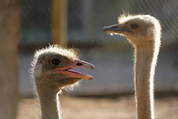 Güneşli bir günde arka planda bulanık iki devekuşu portresi.