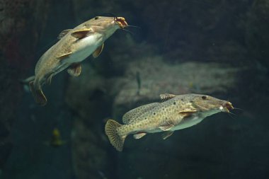 Akvaryumda iki yayın balığı. Yaklaş..