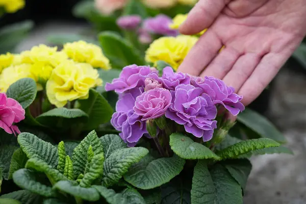 Çiçekli pembe çuha çiçeği Frou Frou, tencerenin içinde, erkek eli ile yakın dur.