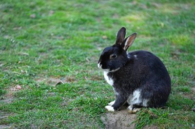 Yeşil çimlerde oturan sevimli siyah beyaz tavşan.