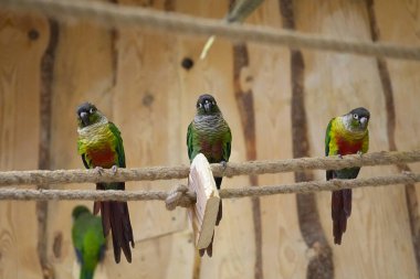 Üç güzel papağan Pyrrrhura ipte oturuyor.