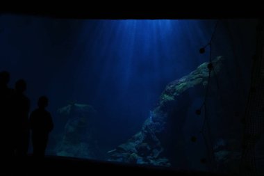 Okyanustaki sualtı yaşamını gözlemleyen insanların siluetleri..