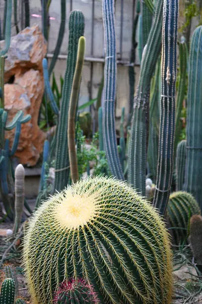 Botanik bahçesinde çeşitli kaktüsler..