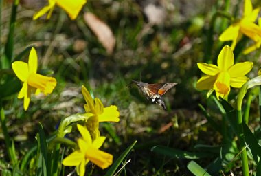 Kelebek Şahin güvesi (lat. Sphingidae) sarı nergis çiçekleri üzerinde nektar aramak için uçar