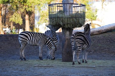 Hayvanat bahçesinde üç zebra saman yer..