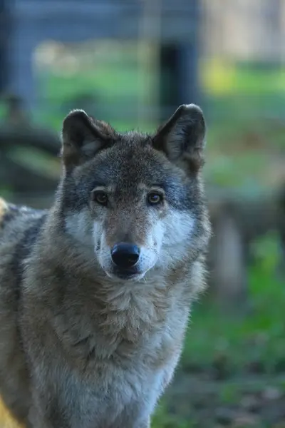Avrasya gri kurdunun portresi.