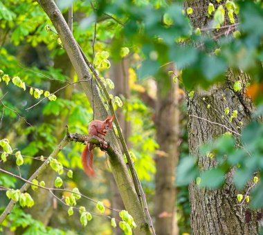 Resimli yeşil yaz parkı ve ağaç dalında oturan kırmızı sincap..