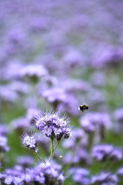 Phacelia (Phacelia tanacetifolia) bal bitkisi olarak ekilen bir alanda çiçek açar