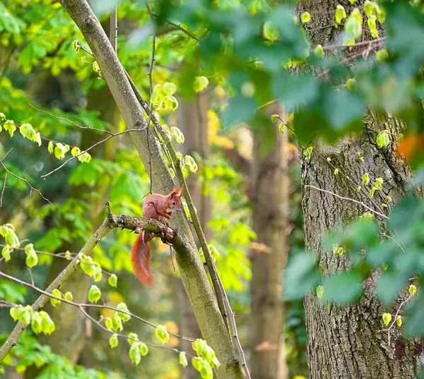 Resimli yeşil yaz parkı ve ağaç dalında oturan kırmızı sincap..