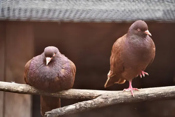 Karno cinsinin iki kahverengi güvercini kurumuş bir ağaç dalında tutsak olarak oturuyorlar.