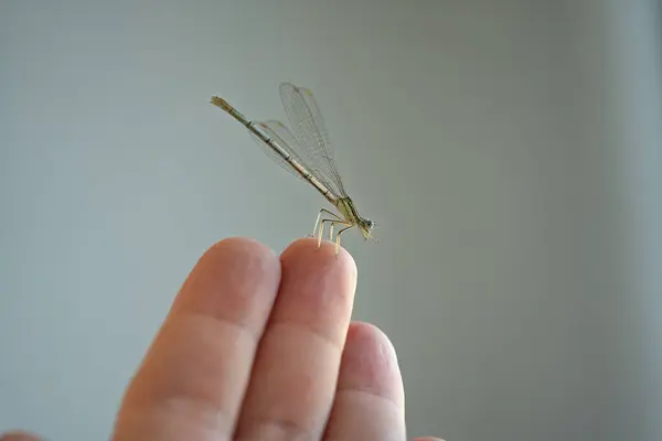 İnsan parmaklarının üzerinde oturan küçük yusufçuk..