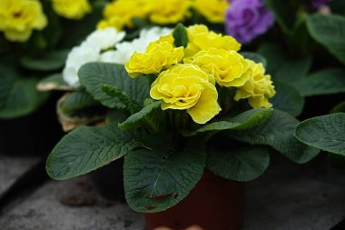 Çiçekli primula Hethor etek Sarı saksı yakın plan