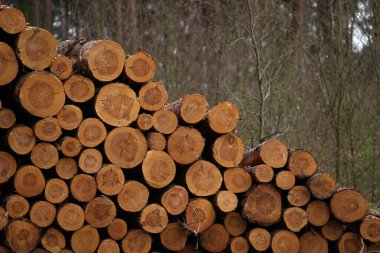 Katlanmış bir çam ağacının gövdesine yakın çekim