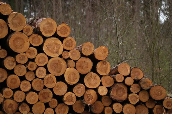 Katlanmış bir çam ağacının gövdesine yakın çekim