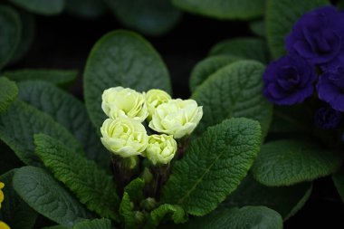 Çiçekli, çiçekli, görgüsüz, belarina beyazı..