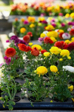 Ranunculus Asya çiçekleri, yatak ve bahçeler için dikey fotoğraf..