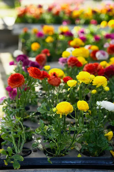 Ranunculus Asya çiçekleri, yatak ve bahçeler için dikey fotoğraf..
