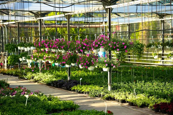 Serada çiçek açan pembe petunyalarla beyaz saksılar asmak.