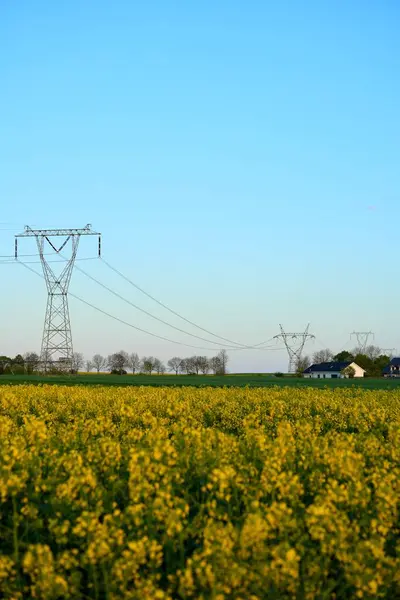 Çiçekli kolza alanı ve güç iletim hattı.