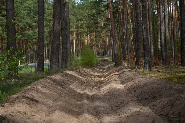 Güneşli çam ormanlarında yangın hendeği