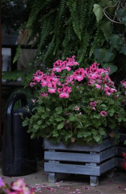 Pembe pelargonium grandiflorum bahçeye dikilmiş gri ahşap bir kutuda..