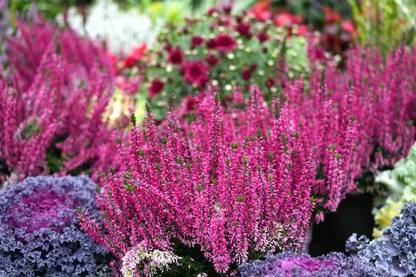 Çiçek açan parlak pembe kenevir..