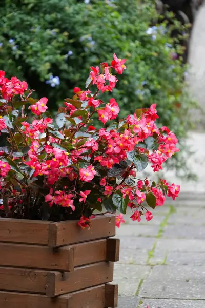 Tahta kare saksıda açan pembe begonya..