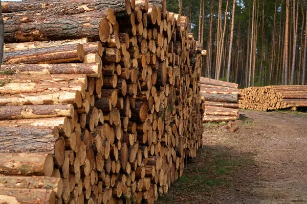 Çam ormanında katlanmış büyük bir çam kütüğü yığını