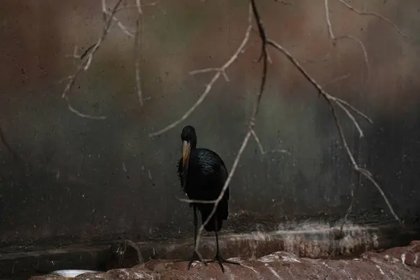 Afrika Açılış Yasa Tasarısı - Kara Leylek.