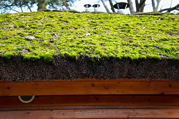 Yosun kaplı doğal maddelerin eko çatısı.