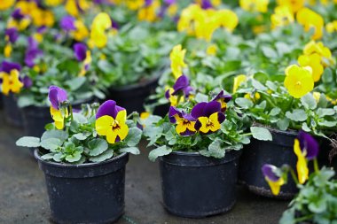 Viola, saksıları sarıya boyamış. Yaklaş.