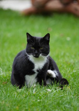 Yeşil çimenlikteki güzel siyah beyaz ciddi kedi.