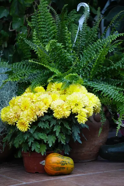 Çiçek kabında düşük sarı kasımpatı.