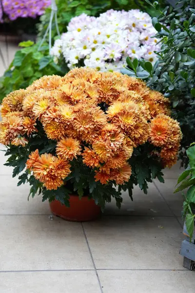 Küresel turuncu kasımpatı kapat..