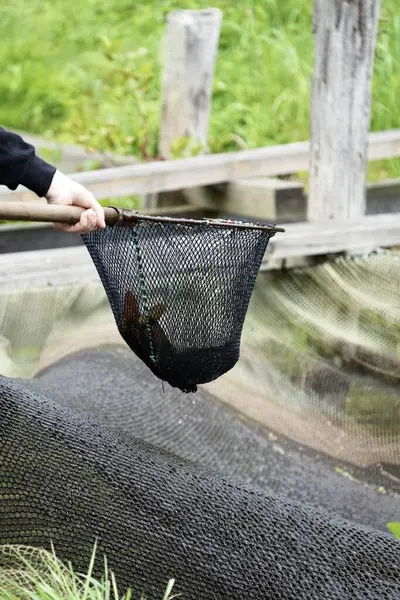 Balık çiftliğindeki bir adam ağla balık tutar..